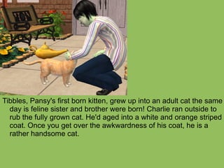 Tibbles, Pansy's first born kitten, grew up into an adult cat the same day is feline sister and brother were born! Charlie ran outside to rub the fully grown cat. He'd aged into a white and orange striped coat. Once you get over the awkwardness of his coat, he is a rather handsome cat. 
