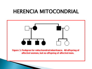 HERENCIA MITOCONDRIAL
 
