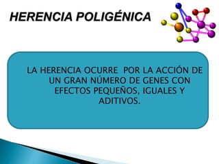 HERENCIA POLIGÉNICA
LA HERENCIA OCURRE POR LA ACCIÓN DE
UN GRAN NÚMERO DE GENES CON
EFECTOS PEQUEÑOS, IGUALES Y
ADITIVOS.
 