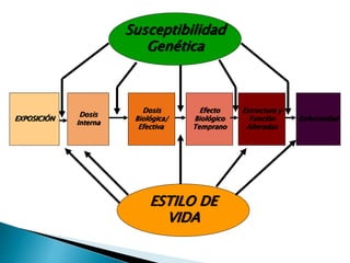 Susceptibilidad
Genética
EXPOSICIÓN
Dosis
Interna
Estructura y
Función
Alteradas
Enfermedad
Efecto
Biológico
Temprano
Dosis
Biológica/
Efectiva
ESTILO DE
VIDA
 