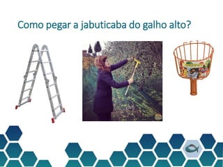 Como pegar a jabuticaba do galho alto?
 