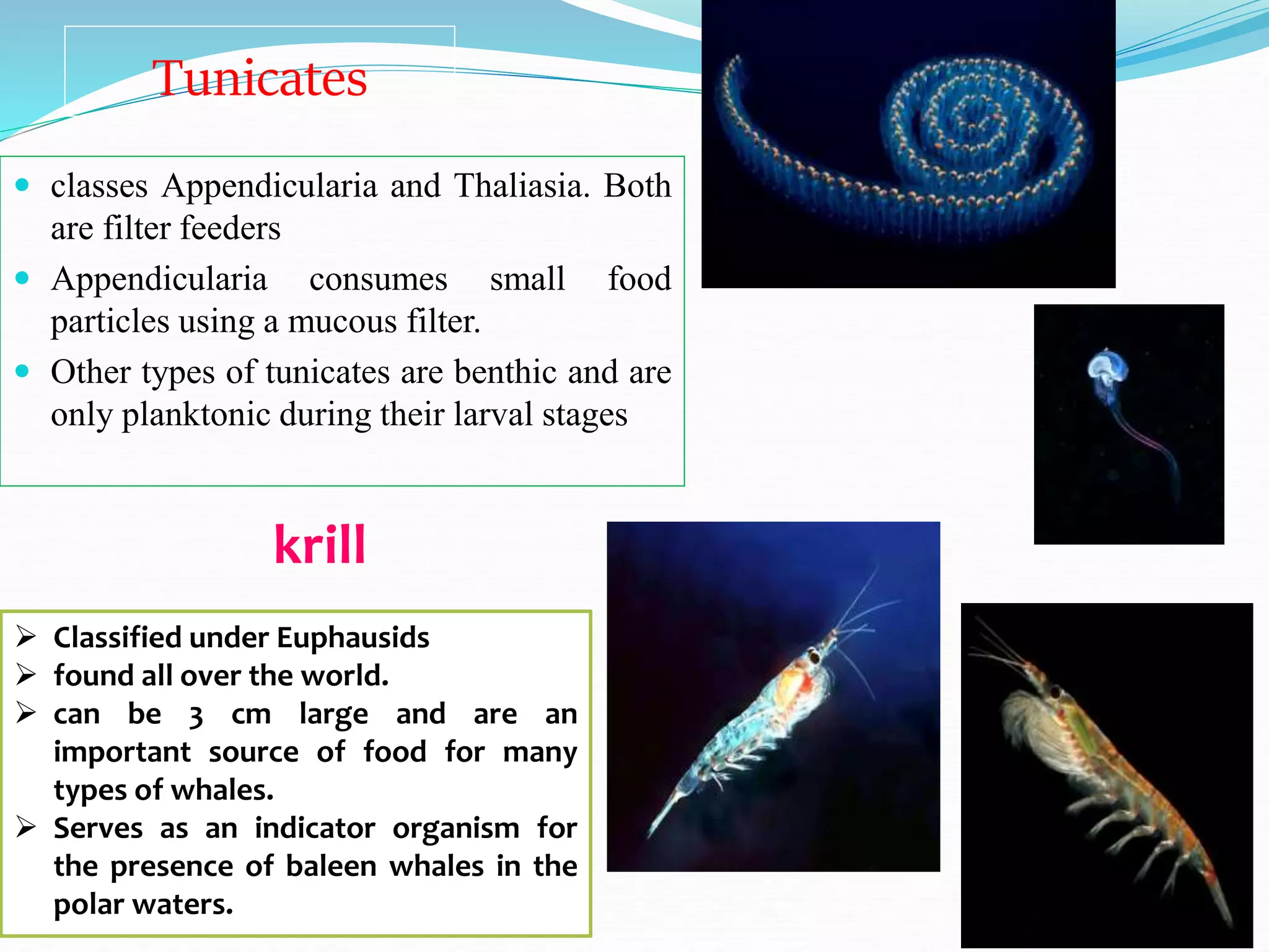 Tunicates
 classes Appendicularia and Thaliasia. Both
are filter feeders
 Appendicularia consumes small food
particles using a mucous filter.
 Other types of tunicates are benthic and are
only planktonic during their larval stages
 Classified under Euphausids
 found all over the world.
 can be 3 cm large and are an
important source of food for many
types of whales.
 Serves as an indicator organism for
the presence of baleen whales in the
polar waters.
krill
 