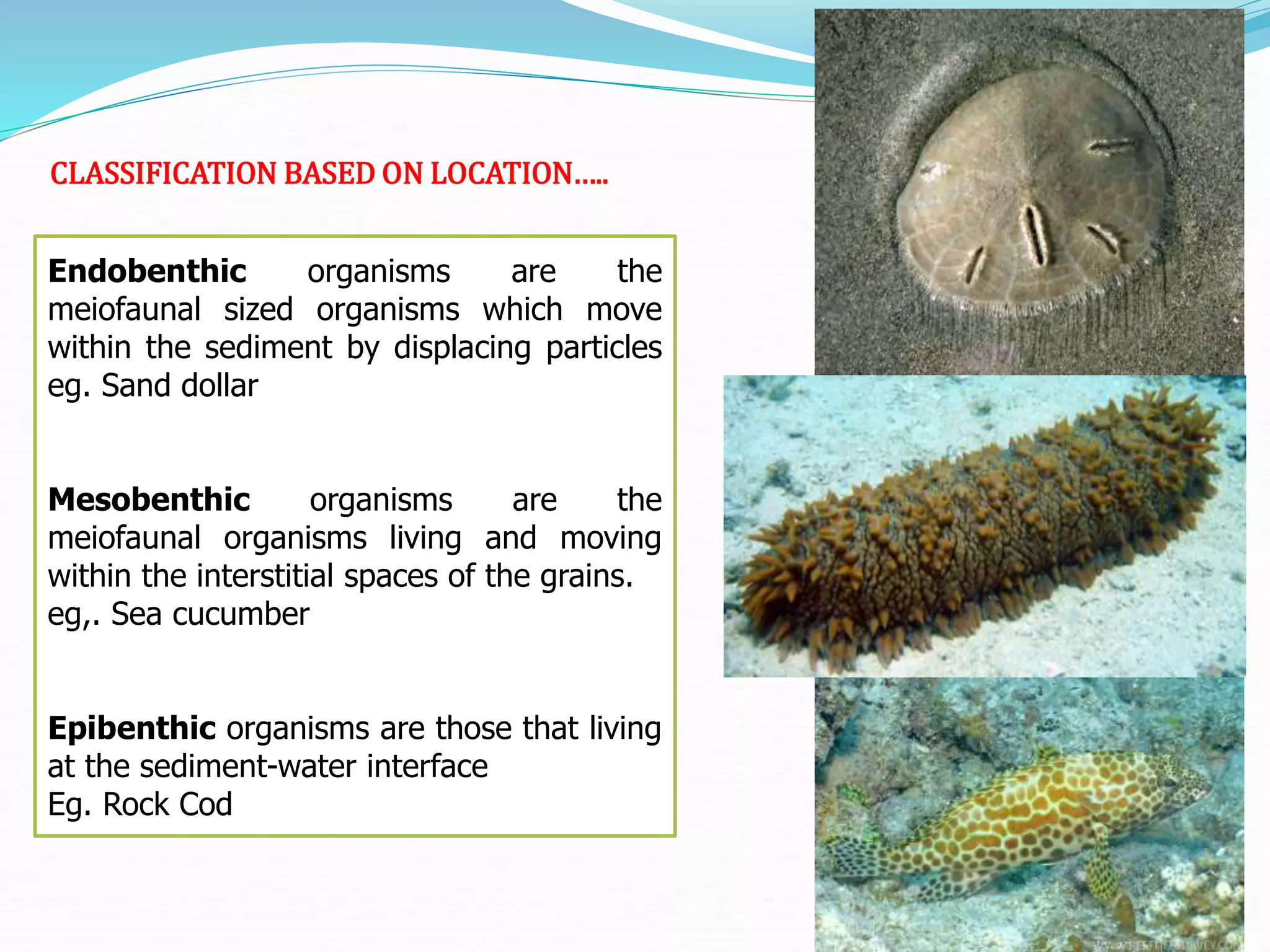 Endobenthic organisms are the
meiofaunal sized organisms which move
within the sediment by displacing particles
eg. Sand dollar
Mesobenthic organisms are the
meiofaunal organisms living and moving
within the interstitial spaces of the grains.
eg,. Sea cucumber
Epibenthic organisms are those that living
at the sediment-water interface
Eg. Rock Cod
CLASSIFICATION BASED ON LOCATION…..
 
