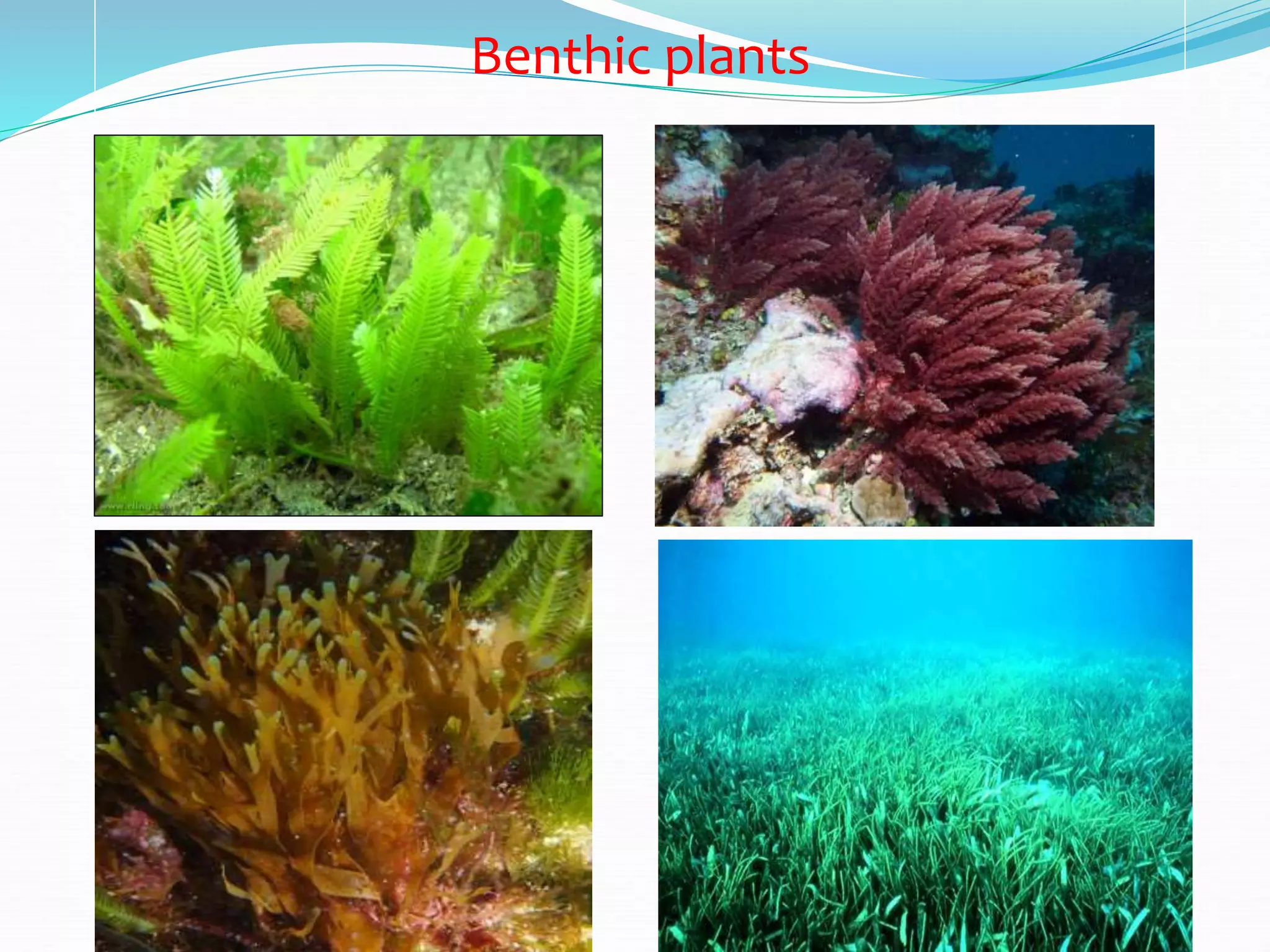 Benthic plants
 