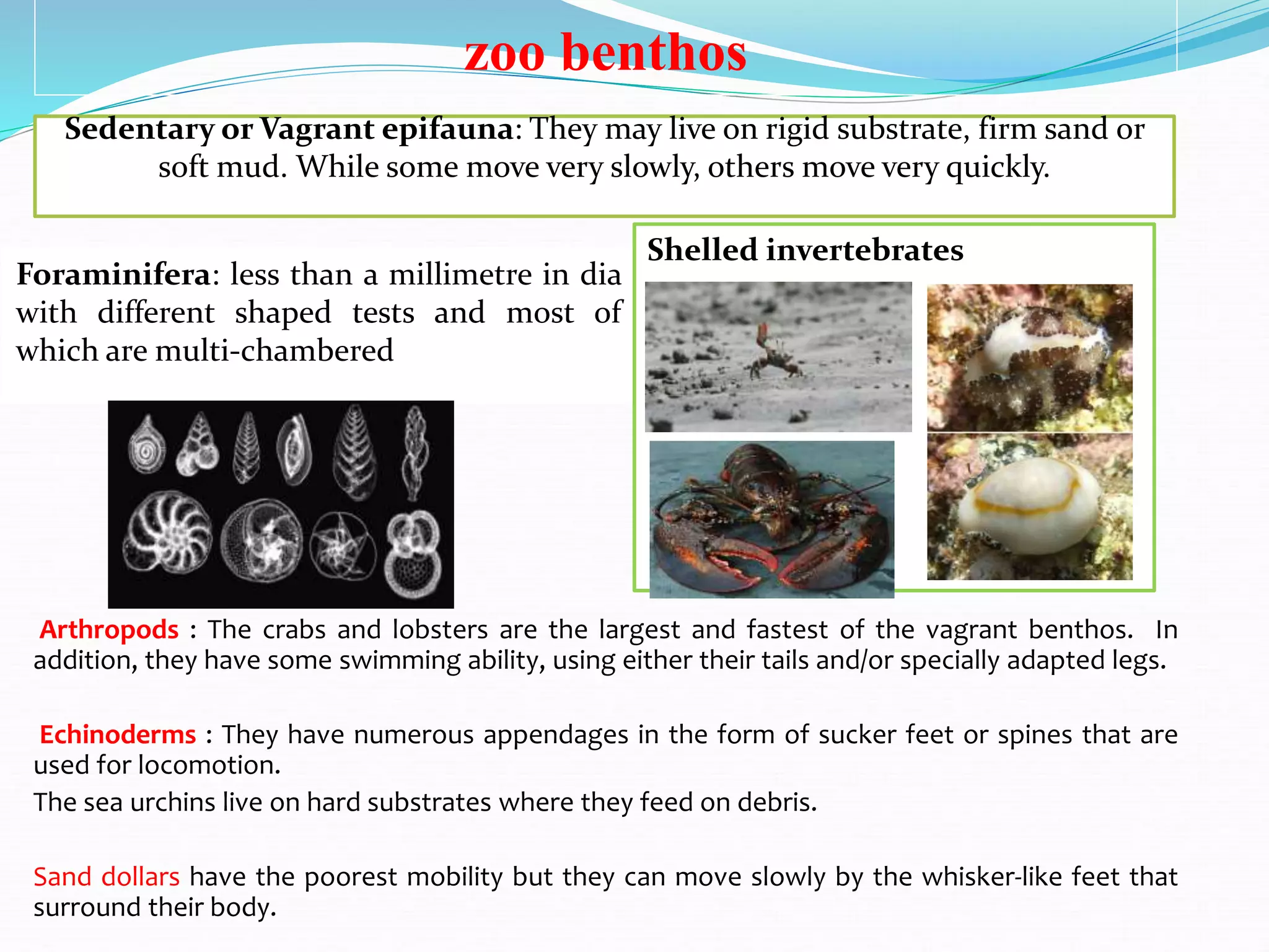 zoo benthos
Arthropods : The crabs and lobsters are the largest and fastest of the vagrant benthos. In
addition, they have some swimming ability, using either their tails and/or specially adapted legs.
Echinoderms : They have numerous appendages in the form of sucker feet or spines that are
used for locomotion.
The sea urchins live on hard substrates where they feed on debris.
Sand dollars have the poorest mobility but they can move slowly by the whisker-like feet that
surround their body.
Sedentary or Vagrant epifauna: They may live on rigid substrate, firm sand or
soft mud. While some move very slowly, others move very quickly.
Foraminifera: less than a millimetre in dia
with different shaped tests and most of
which are multi-chambered
Shelled invertebrates
 