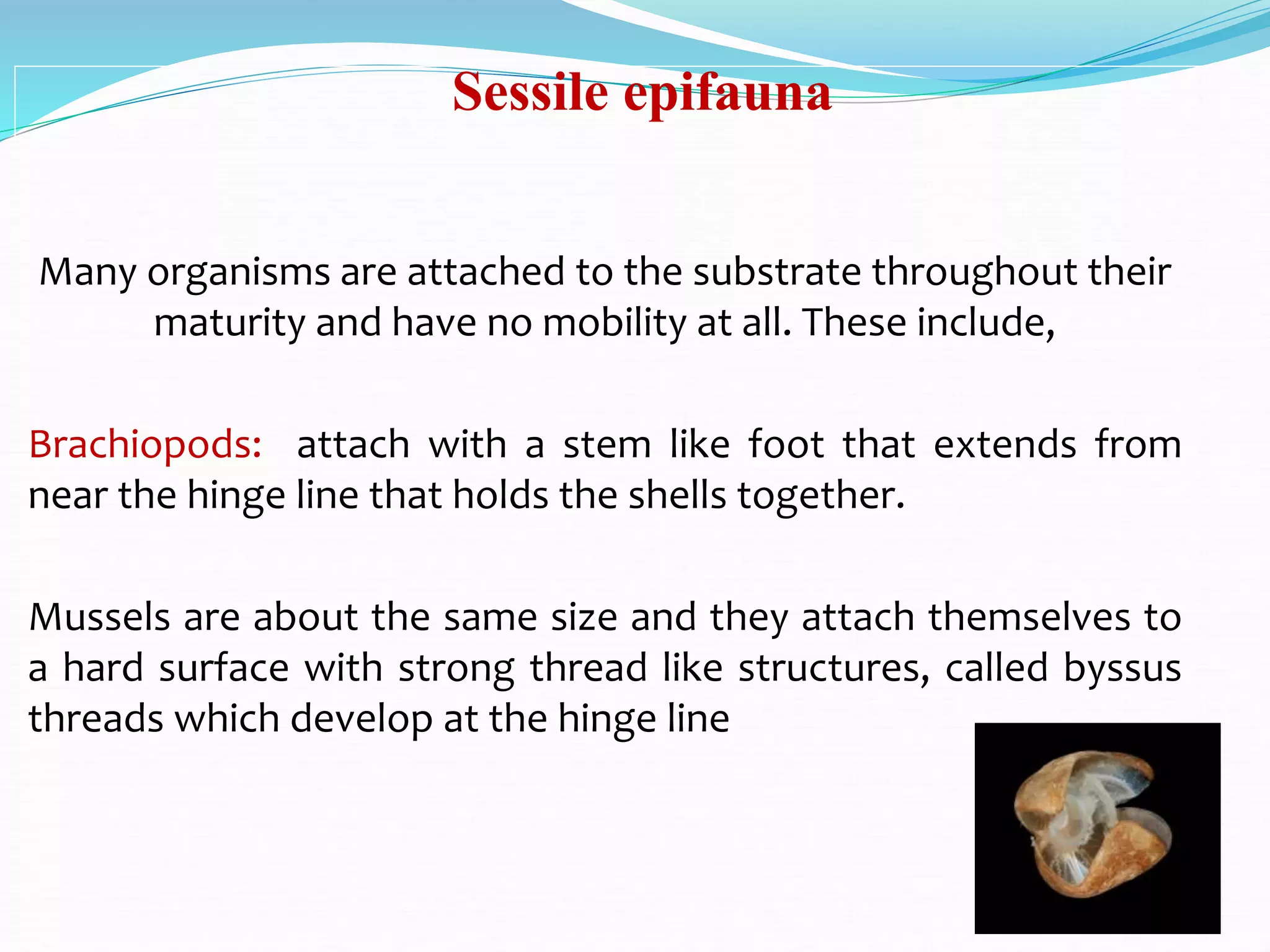Sessile epifauna
Many organisms are attached to the substrate throughout their
maturity and have no mobility at all. These include,
Brachiopods: attach with a stem like foot that extends from
near the hinge line that holds the shells together.
Mussels are about the same size and they attach themselves to
a hard surface with strong thread like structures, called byssus
threads which develop at the hinge line
 