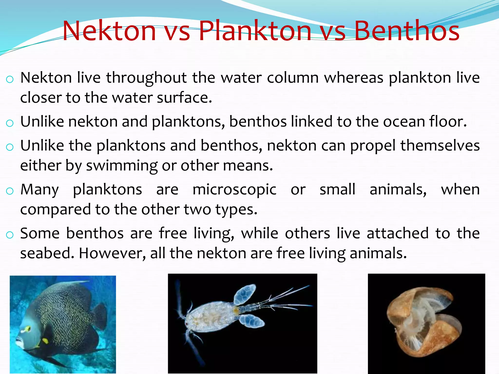 Nekton vs Plankton vs Benthos
o Nekton live throughout the water column whereas plankton live
closer to the water surface.
o Unlike nekton and planktons, benthos linked to the ocean floor.
o Unlike the planktons and benthos, nekton can propel themselves
either by swimming or other means.
o Many planktons are microscopic or small animals, when
compared to the other two types.
o Some benthos are free living, while others live attached to the
seabed. However, all the nekton are free living animals.
 