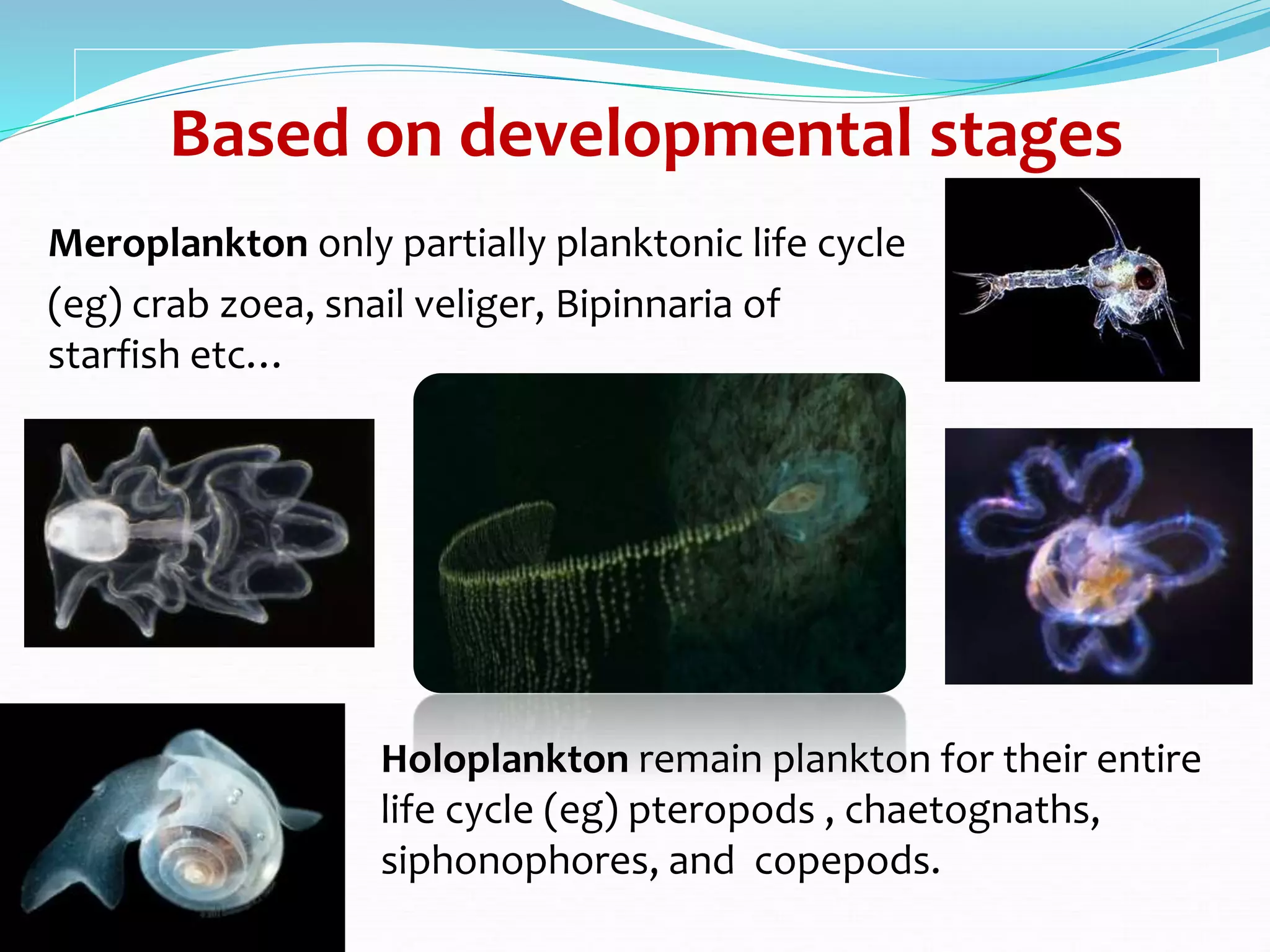 Based on developmental stages
Meroplankton only partially planktonic life cycle
(eg) crab zoea, snail veliger, Bipinnaria of
starfish etc…
Holoplankton remain plankton for their entire
life cycle (eg) pteropods , chaetognaths,
siphonophores, and copepods.
 