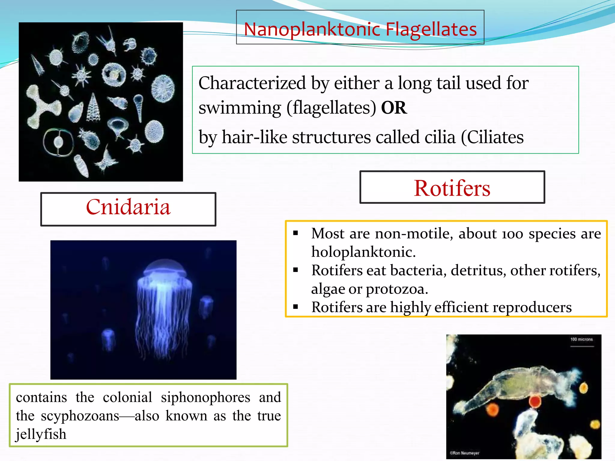 Nanoplanktonic Flagellates
Characterized by either a long tail used for
swimming (flagellates) OR
by hair-like structures called cilia (Ciliates
Cnidaria
contains the colonial siphonophores and
the scyphozoans—also known as the true
jellyfish
Rotifers
 Most are non-motile, about 100 species are
holoplanktonic.
 Rotifers eat bacteria, detritus, other rotifers,
algae or protozoa.
 Rotifers are highly efficient reproducers
 