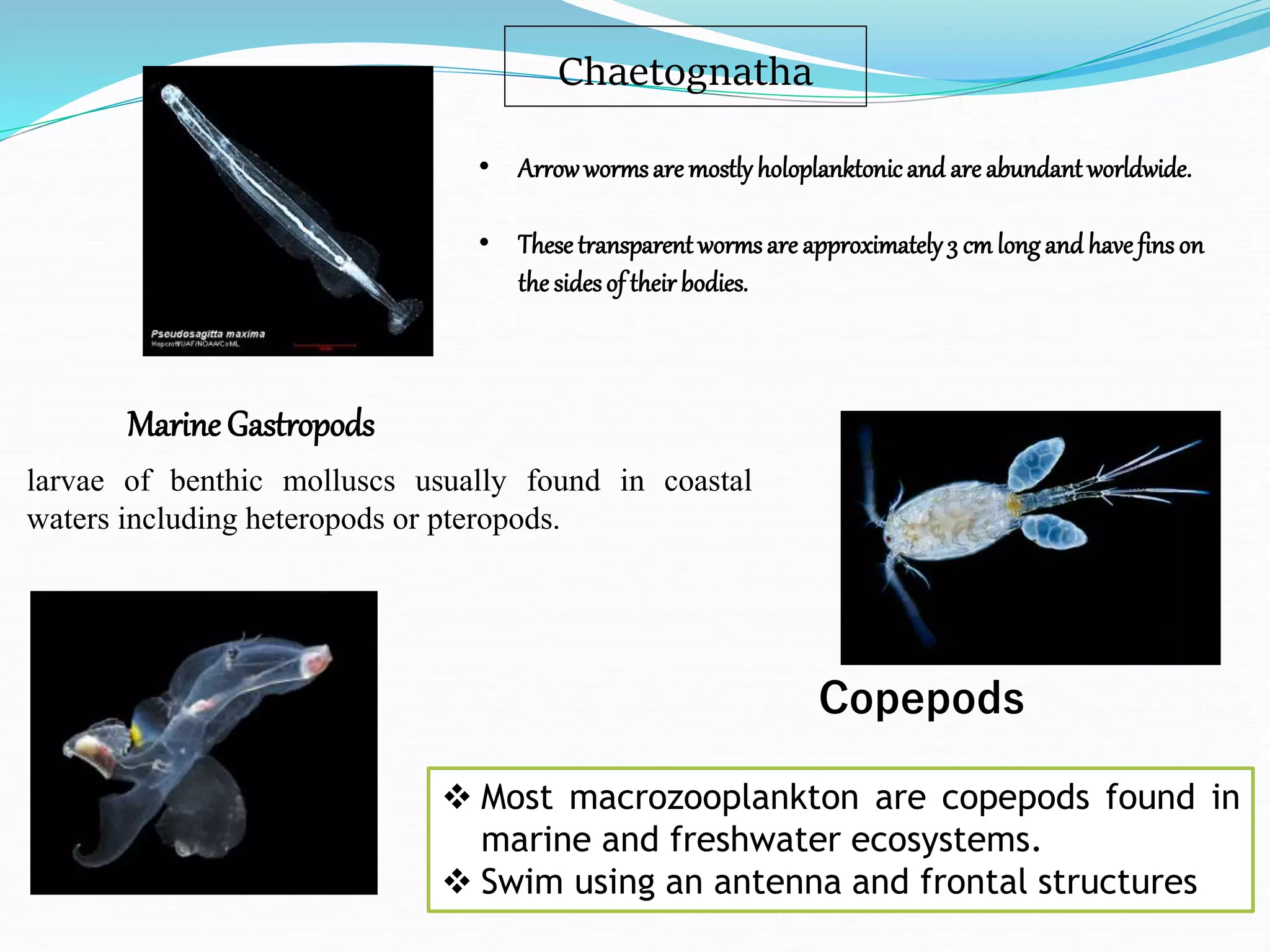 Chaetognatha
 Most macrozooplankton are copepods found in
marine and freshwater ecosystems.
 Swim using an antenna and frontal structures
• Arrowwormsare mostly holoplanktonicand are abundant worldwide.
• These transparent wormsare approximately3 cm long and have fins on
the sidesof their bodies.
Marine Gastropods
Copepods
larvae of benthic molluscs usually found in coastal
waters including heteropods or pteropods.
 