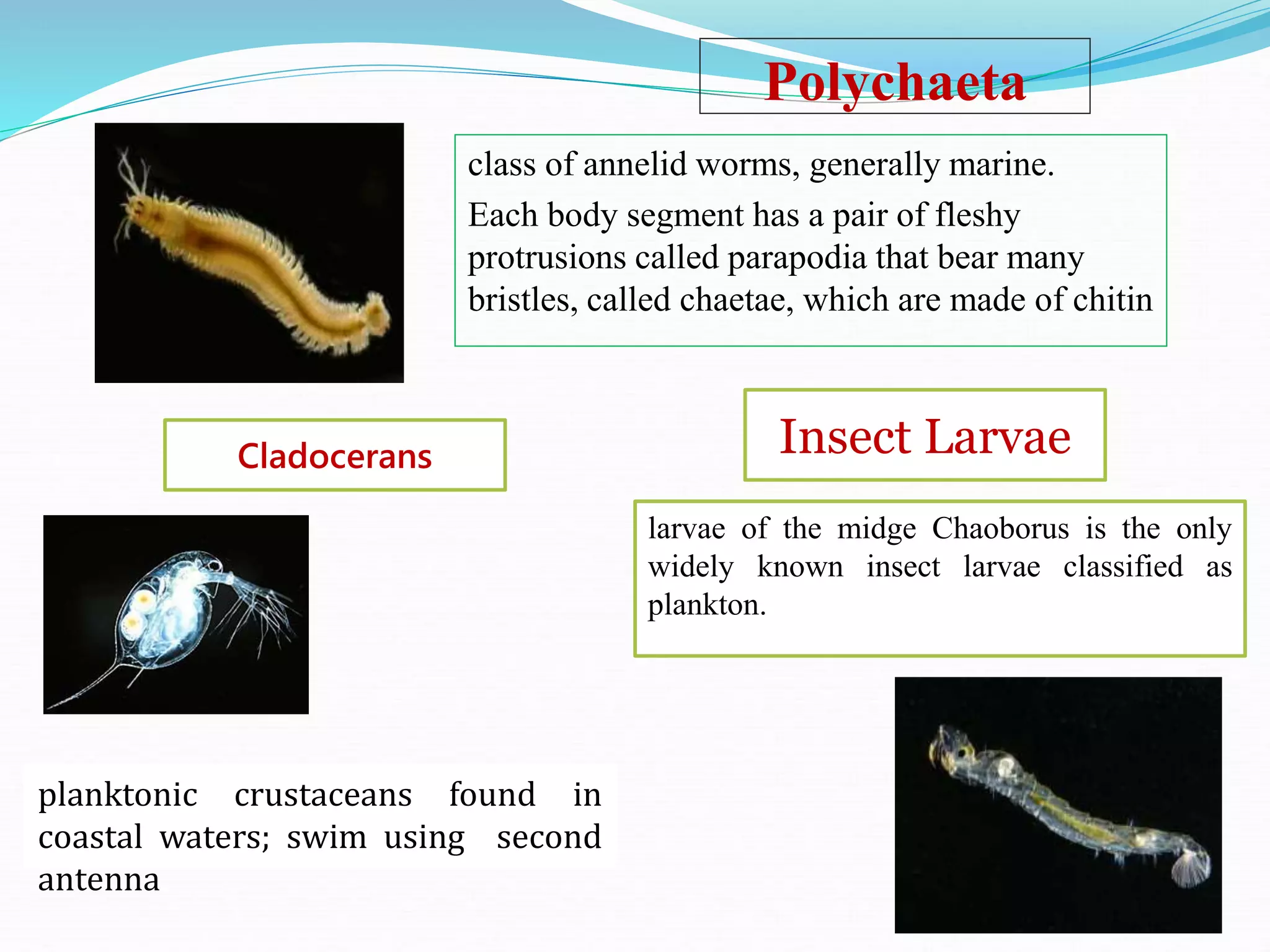Polychaeta
class of annelid worms, generally marine.
Each body segment has a pair of fleshy
protrusions called parapodia that bear many
bristles, called chaetae, which are made of chitin
Cladocerans
planktonic crustaceans found in
coastal waters; swim using second
antenna
Insect Larvae
larvae of the midge Chaoborus is the only
widely known insect larvae classified as
plankton.
 