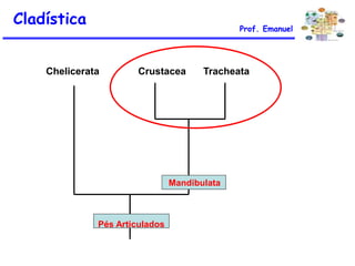 Chelicerata Crustacea Tracheata
Mandibulata
Pés Articulados
Cladística Prof. Emanuel
 