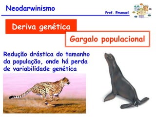 Redução drástica do tamanho
da população, onde há perda
de variabilidade genética
Deriva genética
Gargalo populacional
Neodarwinismo Prof. Emanuel
 