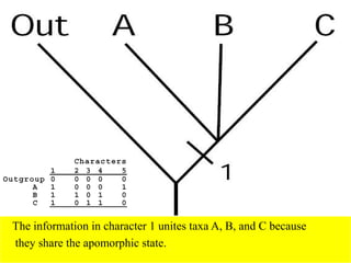 The information in character 1 unites taxa A, B, and C because
they share the apomorphic state.
 