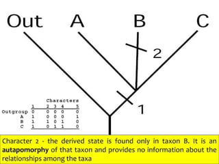 Character 2 - the derived state is found only in taxon B. It is an
autapomorphy of that taxon and provides no information about the
relationships among the taxa
 