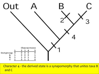 Character 4 - the derived state is a synapomorphy that unites taxa B
and C
 