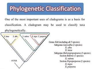 One of the most important uses of cladograms is as a basis for
classification. A cladogram may be used to classify taxa
phylogenetically.
 