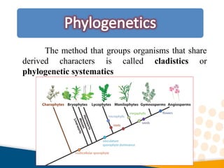 The method that groups organisms that share
derived characters is called cladistics or
phylogenetic systematics
 