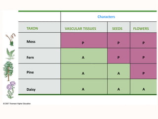 Cladistics - Systematics | PPTX