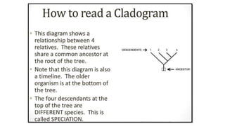 Cladistics | PPTX