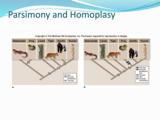 Parsimony and Homoplasy
 