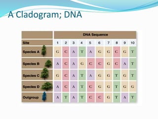 A Cladogram; DNA
 