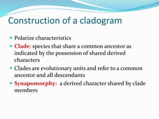 Construction of a cladogram
 Polarize characteristics
 Clade: species that share a common ancestor as
indicated by the possession of shared derived
characters
 Clades are evolutionary units and refer to a common
ancestor and all descendants
 Synapomorphy: a derived character shared by clade
members
 