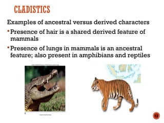 CLADISTICS
Examples of ancestral versus derived characters
Presence of hair is a shared derived feature of
mammals
Presence of lungs in mammals is an ancestral
feature; also present in amphibians and reptiles
12
 
