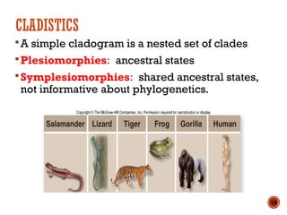 CLADISTICS
A simple cladogram is a nested set of clades
Plesiomorphies: ancestral states
Symplesiomorphies: shared ancestral states,
not informative about phylogenetics.
18
 