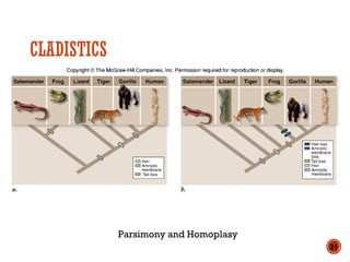 CLADISTICS
Parsimony and Homoplasy
21
 
