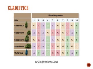 CLADISTICS
A Cladogram; DNA
22
 