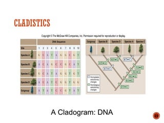 CLADISTICS
23
A Cladogram: DNA
 