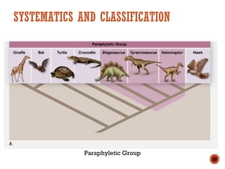 SYSTEMATICS AND CLASSIFICATION
Paraphyletic Group
28
 