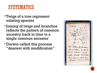 SYSTEMATICS
Twigs of a tree represent
existing species
Joining of twigs and branches
reflects the pattern of common
ancestry back in time to a
single common ancestor
Darwin called this process
“descent with modification”
6
 