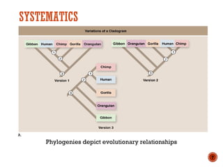 SYSTEMATICS
Phylogenies depict evolutionary relationships
7
 