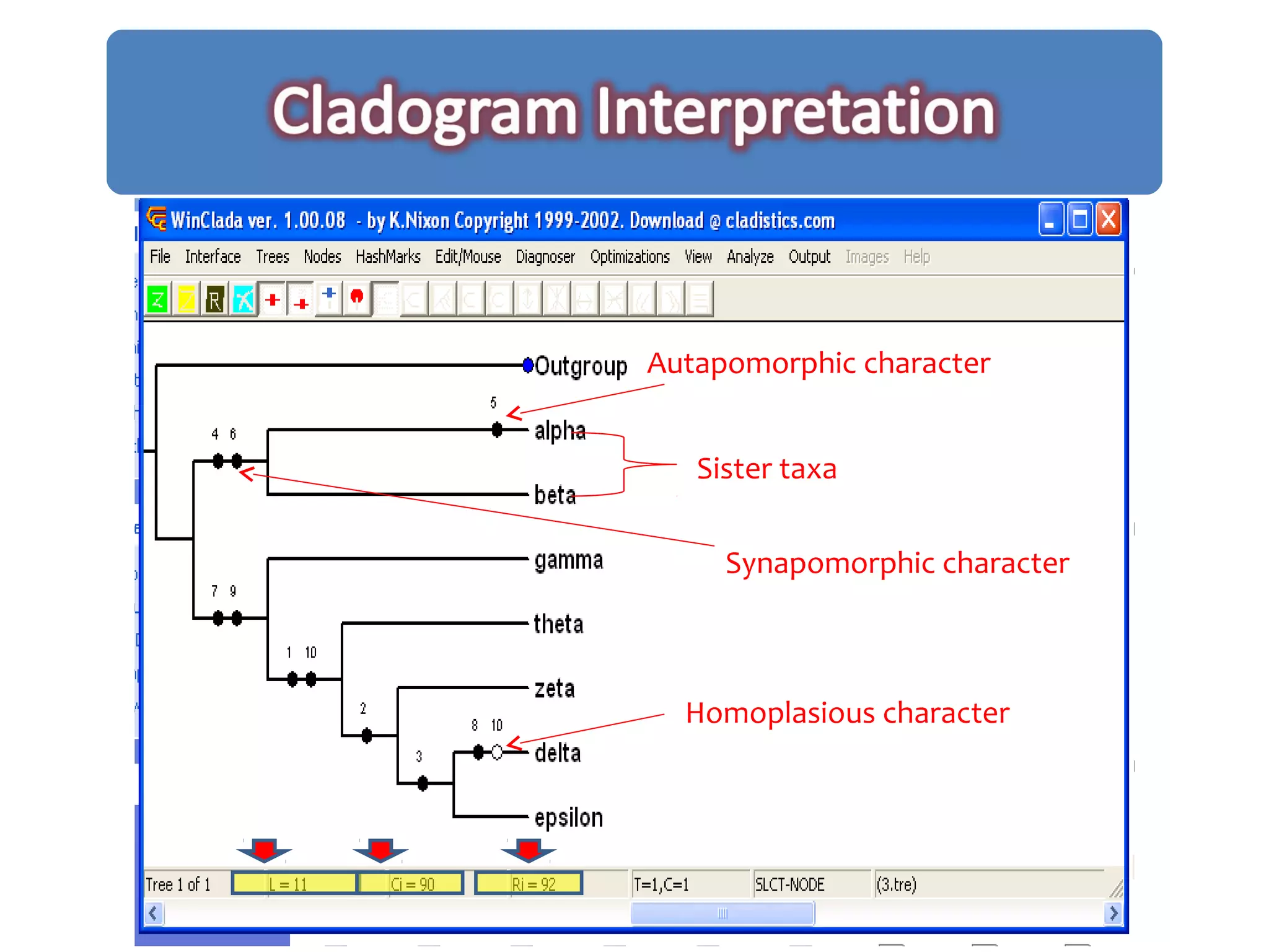 Autapomorphic character
Synapomorphic character
Sister taxa
Homoplasious character