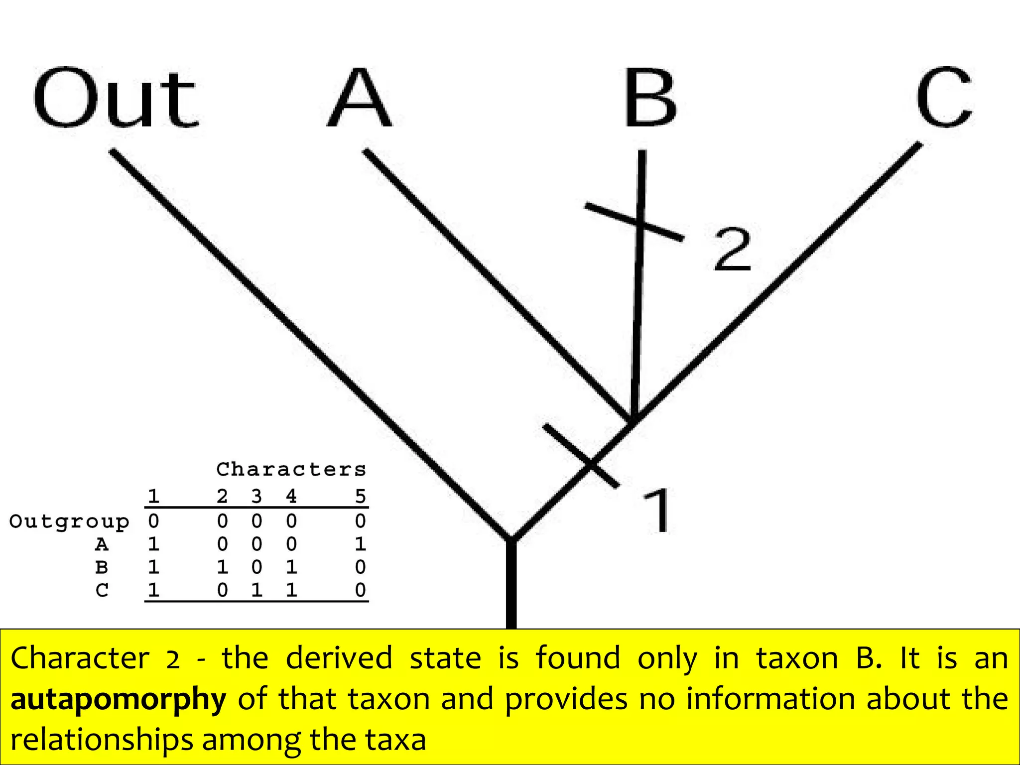 Character 2 - the derived state is found only in taxon B. It is an
autapomorphy of that taxon and provides no information about the
relationships among the taxa
