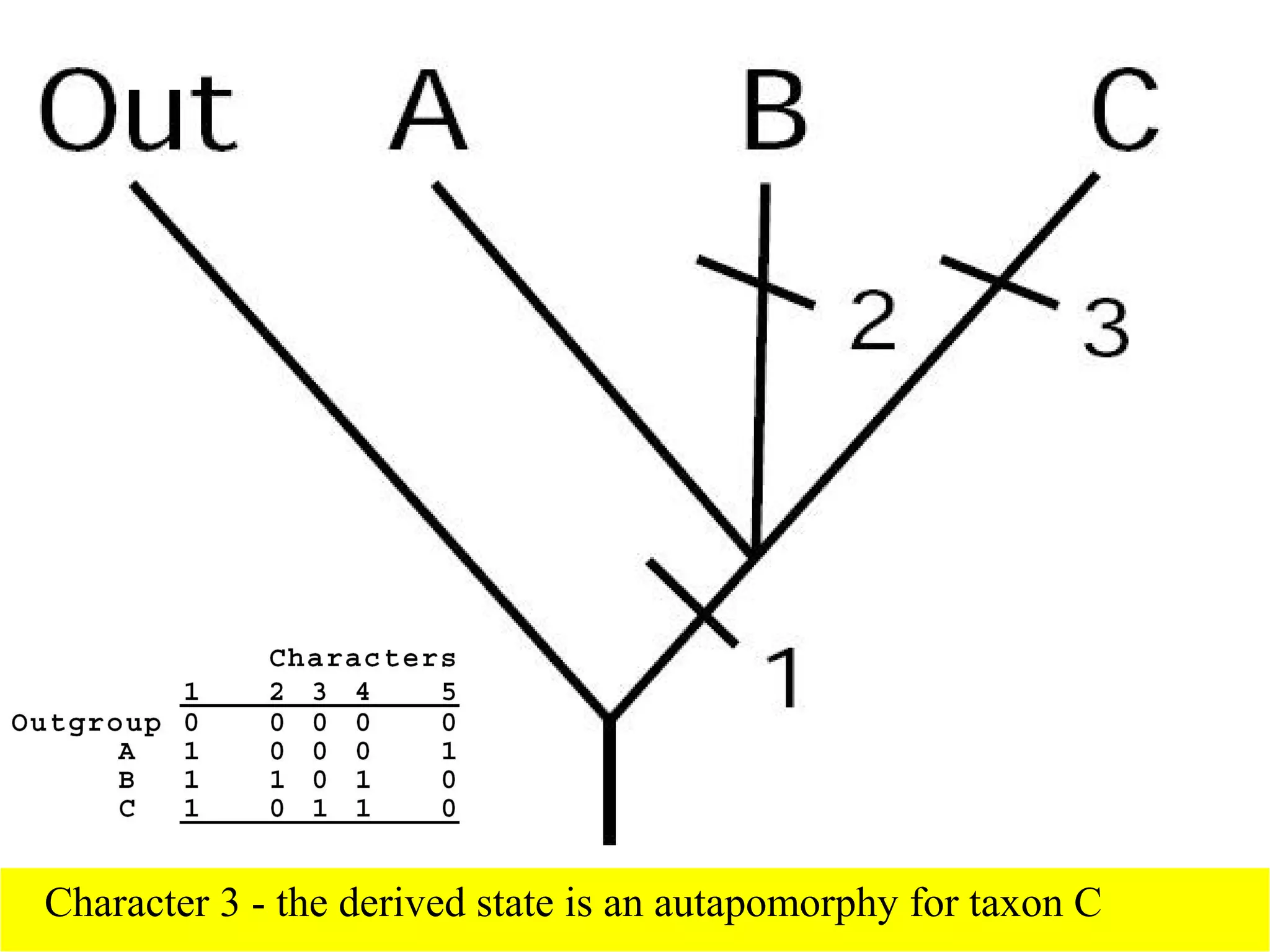 Character 3 - the derived state is an autapomorphy for taxon C