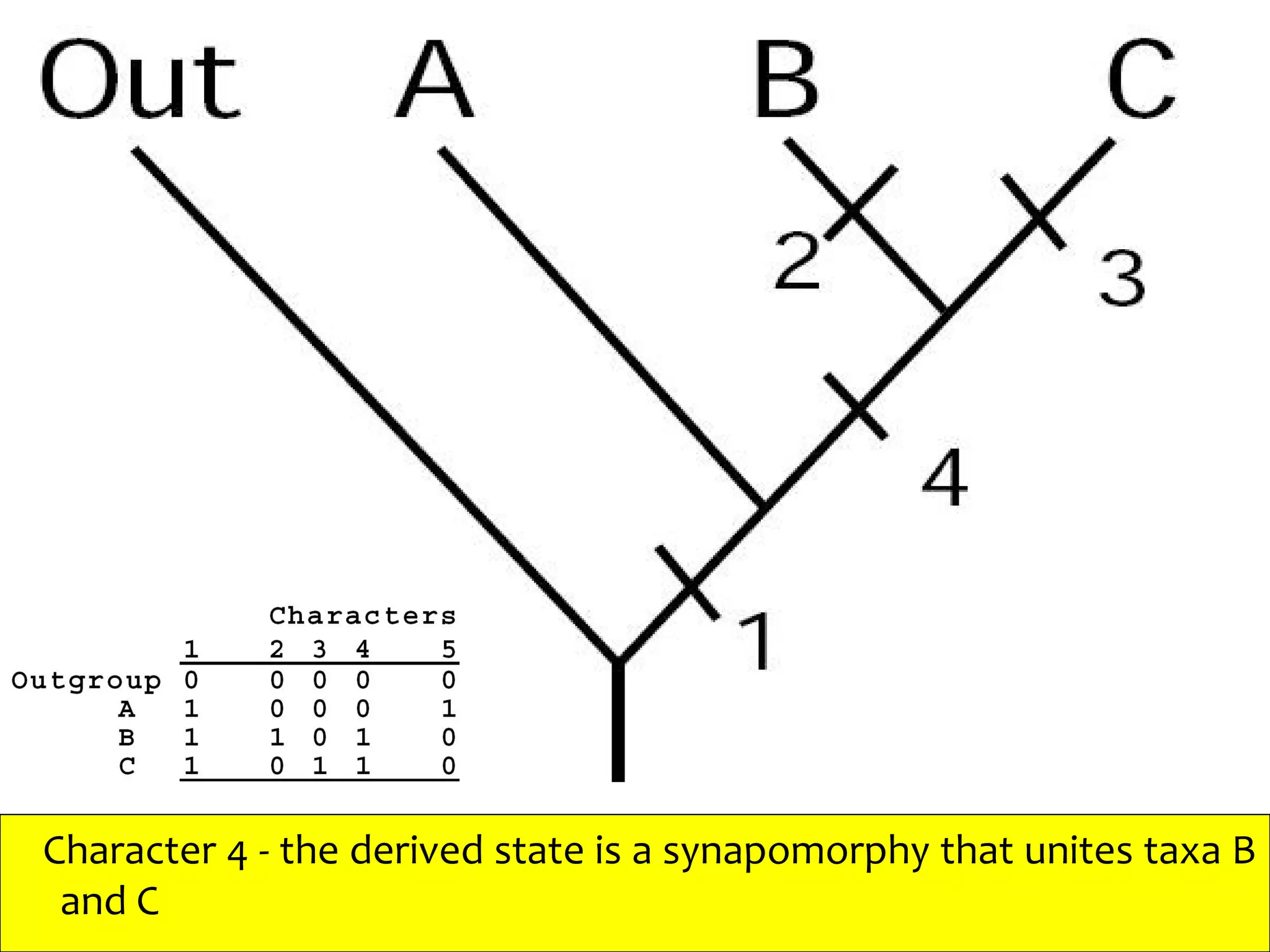 Character 4 - the derived state is a synapomorphy that unites taxa B
and C