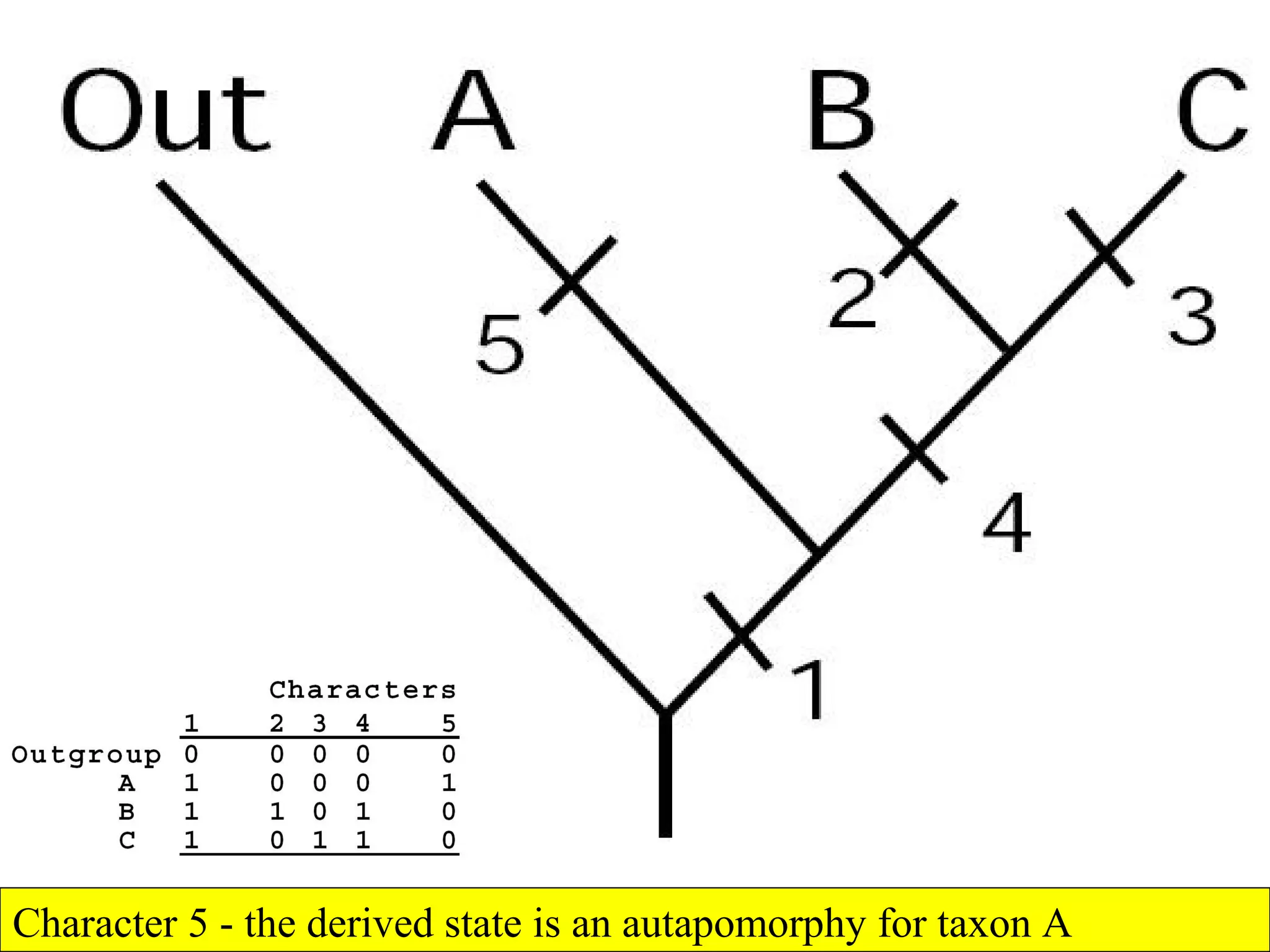 Character 5 - the derived state is an autapomorphy for taxon A