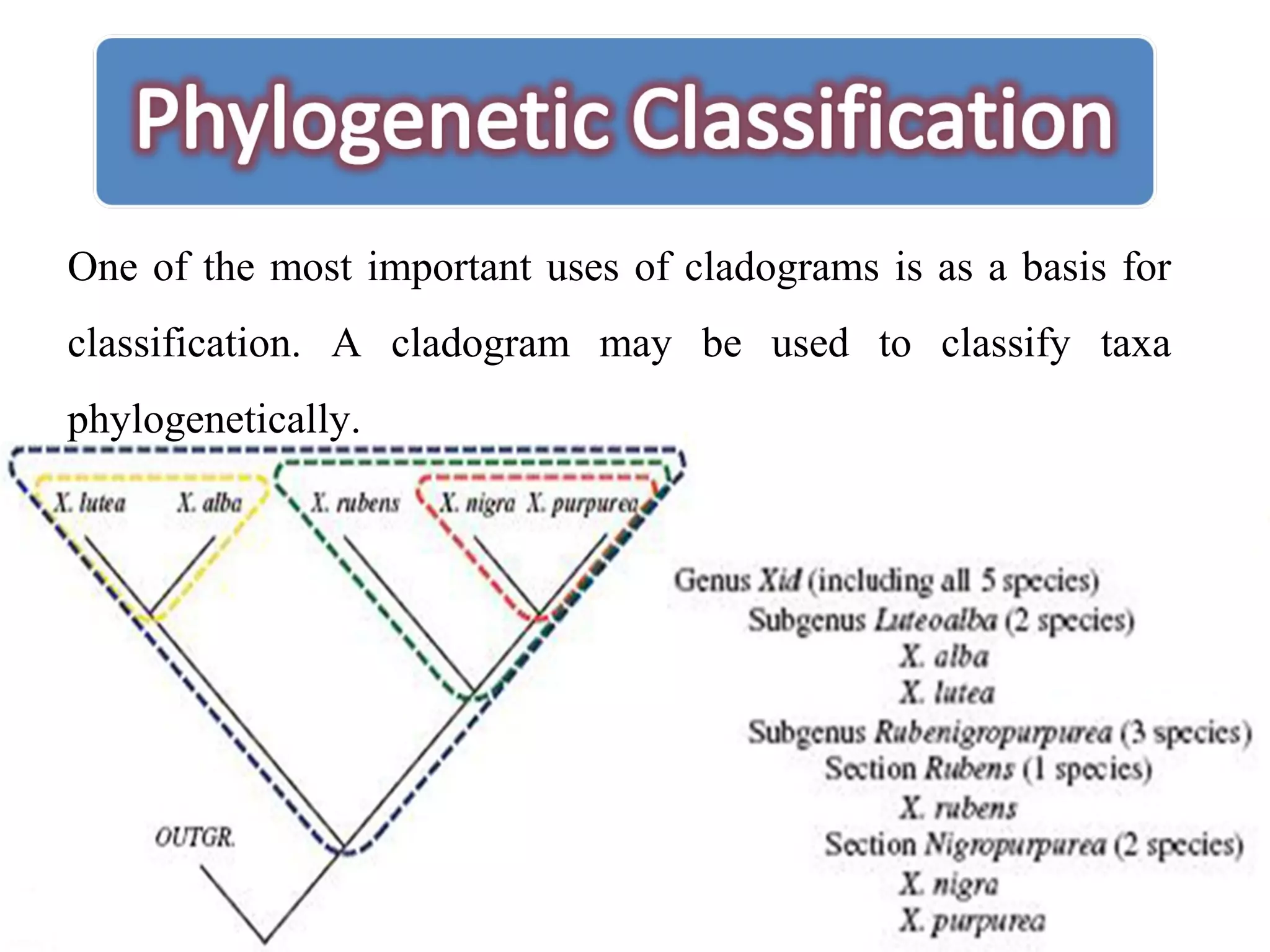 One of the most important uses of cladograms is as a basis for
classification. A cladogram may be used to classify taxa
phylogenetically.