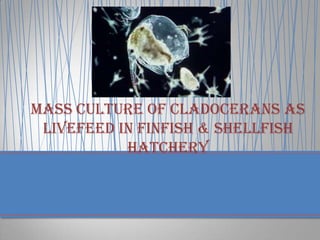 Mass culture of Cladocerans as
Livefeed in Finfish & Shellfish
Hatchery
 