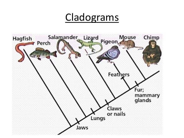 Dichotomous Key Activity