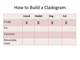 How to Build a Cladogram
Lizard Rabbit Dog Cat
4 Legs
X X X X
Fur
Carnivore
Retractable
claws
 