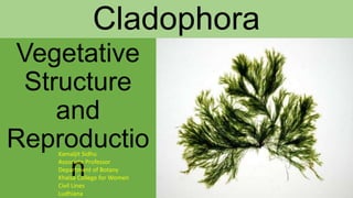 Cladophora
Vegetative
Structure
and
Reproductio
n
Kamaljit Sidhu
Associate Professor
Department of Botany
Khalsa College for Women
Civil Lines
Ludhiana
 