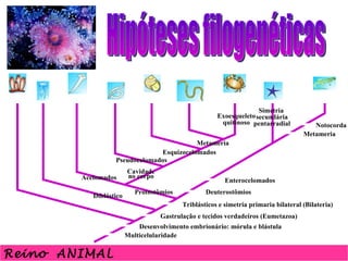 Hipóteses filogenéticas Protista ancestral flagelado Porifera Cnidaria Platyhelminthes Cavidade no corpo Pseudocelomados Nematoda Esquizocelomados Metameria Protostômios Acelomados Diblástico Exoesqueleto quitinoso Simetria  secundária pentarradial Reino  ANIMAL Multicelularidade Desenvolvimento embrionário: mórula e blástula Gastrulação e tecidos verdadeiros (Eumetazoa) Deuterostômios Enterocelomados Mollusca Annelida Notocorda Metameria Triblásticos e simetria primaria bilateral (Bilateria) Arthropoda Echinodermata Chordata 