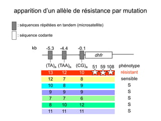 apparition d’un allèle de résistance par mutation

 : séquences répétées en tandem (microsatellite)

 : séquence codante


        kb      -5.3    -4.4      -0.1
                                           dhfr

                (TA)n (TAA)n     (CG)n    51 59 108   phénotype
                 13      12       10                   résistant
                 12       7        8                   sensible
                 10       8        9                       S
                  9       9        9                       S
                  7       7        6                       S
                  8      10       12                       S
                 11      11       11                       S
 