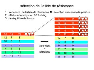 sélection de l’allèle de résistance
1. fréquence de l’allèle de résistance  : sélection directionnelle positive
2. effet « auto-stop » ou hitchhiking
3. déséquilibre de liaison                    13 12        10
                                              13    12     10
                                              13    12     10
                                              13    12     10
13   12    10                                 13    12     10
12    7     8                                 12     7      8
10    8     9                                 10     8      9
 9    9     9                 traitement       9     9      9
 7    7     6                      =           7     7      6
 8   10    12                  sélection       8    10     12
11   11    11                                 11    11     11
 