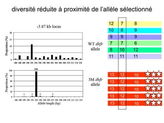 diversité réduite à proximité de l’allèle sélectionné

                                    12     7    8
                                    10     8    9
                                     9     9    9
                                     7     7    6
                                     8    10   12
                                    11    11   11


                                    13    12   10
                                    13    12   10
                                    13    12   10
                                    13    12   10
                                     13   12   10
 