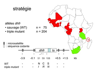 stratégie

allèles dhfr
• sauvage (WT)              n = 75
• triple mutant             n = 204


 : microsatellite
 : séquence codante
                             dhfr         ts

                -3.9   -0.1 51 59 108          +0.5 +1.5   kb

WT               -      -    N C      S         -   -
triple mutant    -      -    I R      N         -   -
 